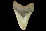 Fossil Megalodon Tooth - North Carolina #109532-1